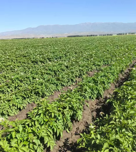 Como a indústria de batata de Xinjiang Wenxing garante o fornecimento de matéria-prima por meio do plantio de batata na primavera de 2026?
